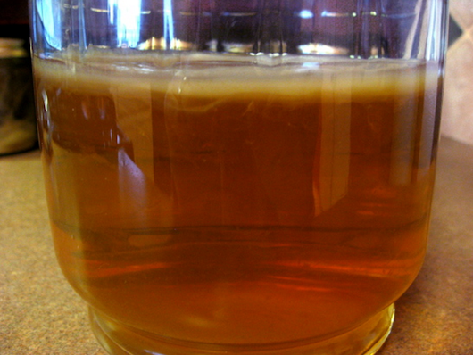 Kombucha SCOBY