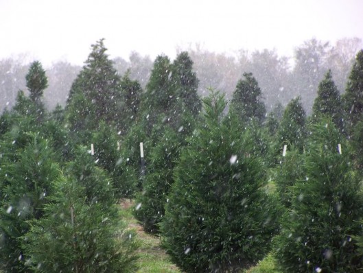 Old Time Christmas Tree Farm