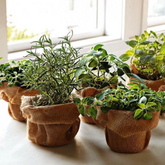 How to Grow Herbs Through the Winter | St. Albans