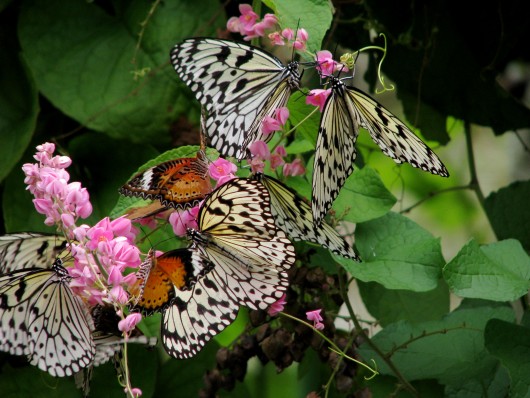 Apartment Living Blog by Avalon How To Make A Butterfly Garden