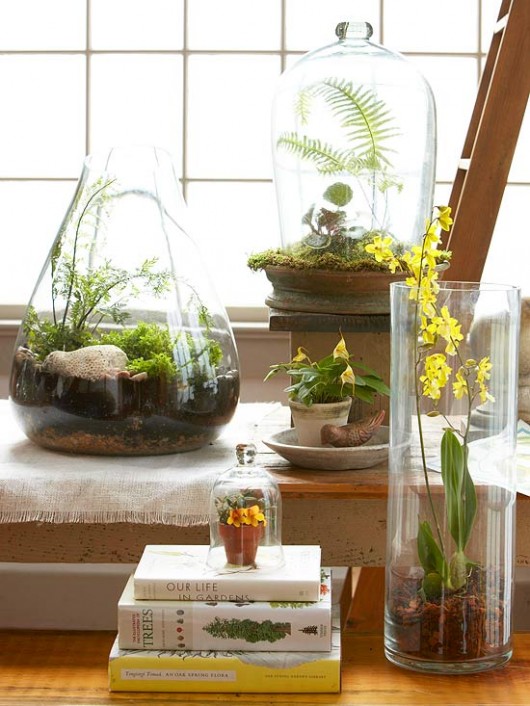 Better Homes & Gardens | Top Terrarium Plants