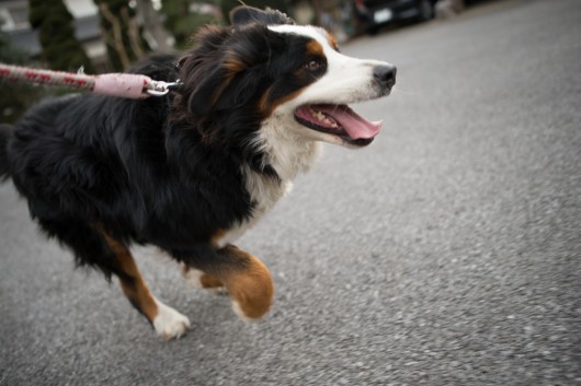 Happy dog running | Flickr Happy dog running | Flickr