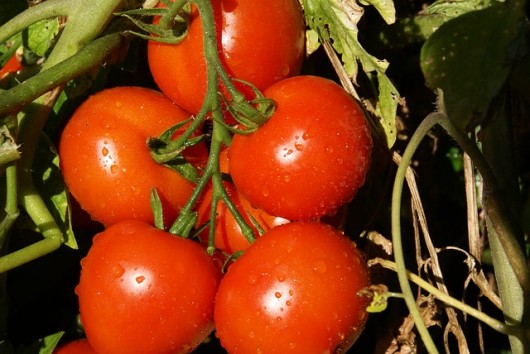 Fresh Tomatoes to Grow Indoors