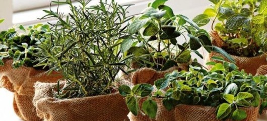 How to Grow Herbs Through the Winter | St. Albans