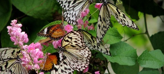 Wikipedia | Malaysia - Penang Butterfly Gardens - 05