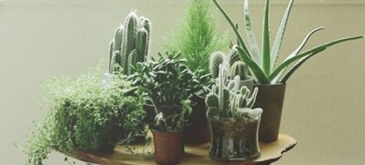 indoor plants