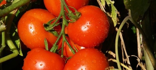 Fresh Tomatoes to Grow Indoors