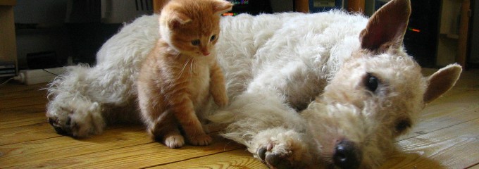 Kitten and dog lounging together