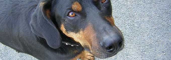 Beauceron_portrait