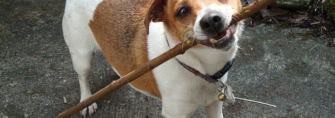dog on a stick