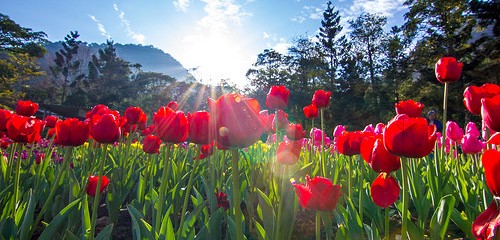 flowers forest