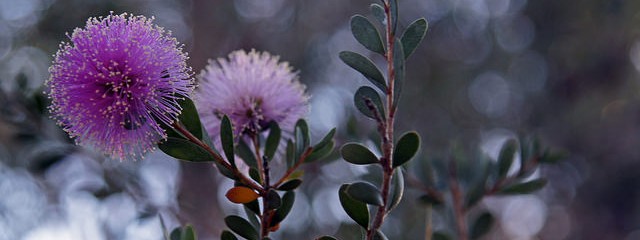 purple flower