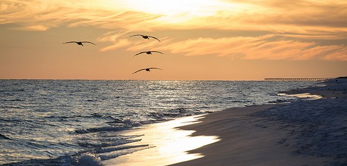 Sunset birds beach
