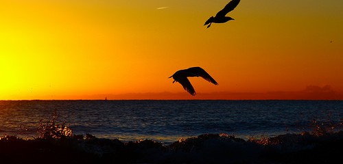 ocean birds sunset