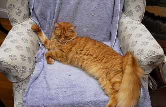 Cat Sleeping in Chair