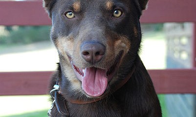 Austrailian Kelpie