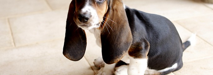 basset hound