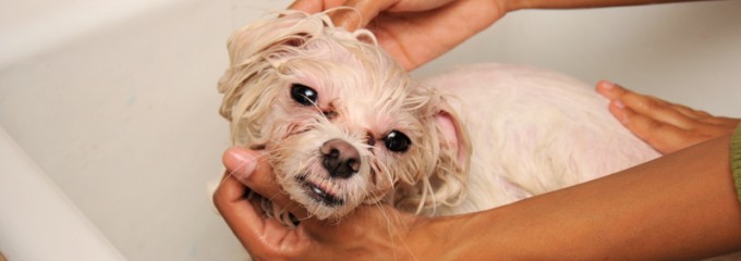 bathing dog