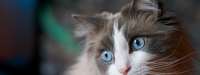 cat blue eyes