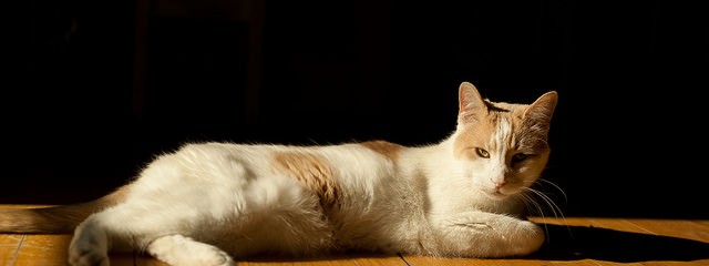 cat shade