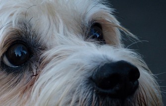 dog closeup