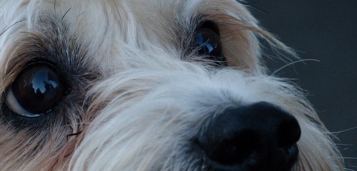 dog closeup