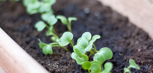 growing herbs