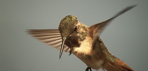 humming bird