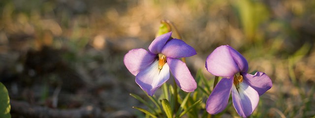 violet flower