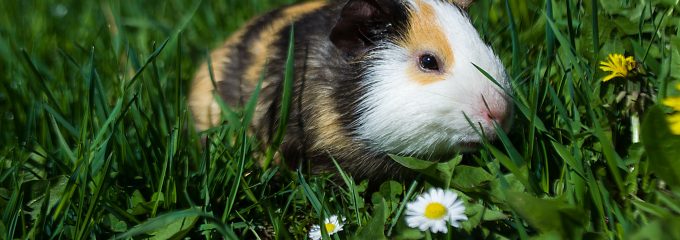 Guinea Pig