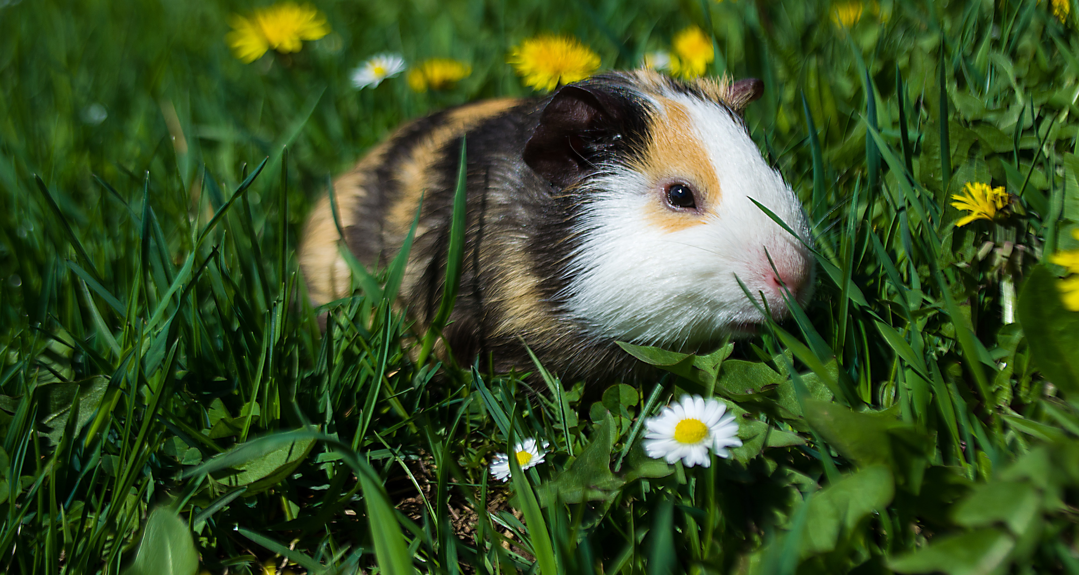Apartment Living Blog by Avalon Guinea pigs the perfect apartment pets