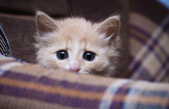 SCared Kitten