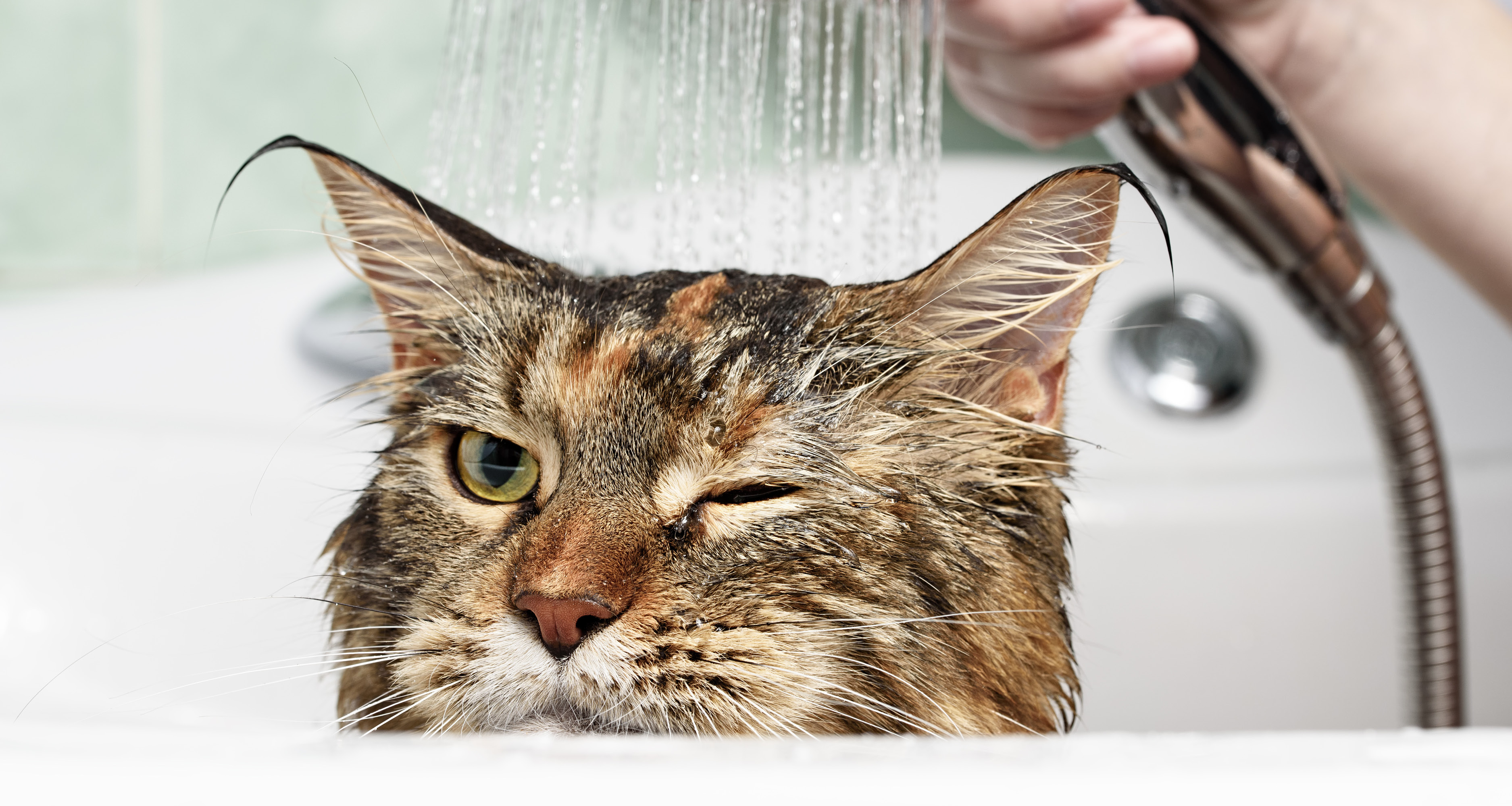 Моем кошке голову. Мытье кошки. Кошка моется. Купание кота. Кошка в ванной.