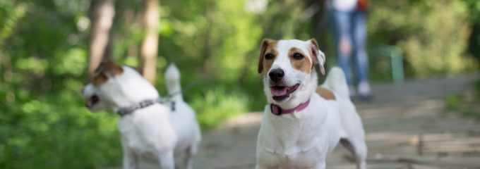 dogs walking