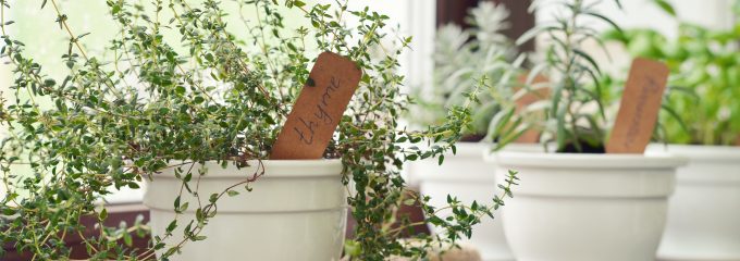 Windowsill garden