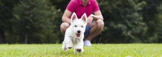 dog playing