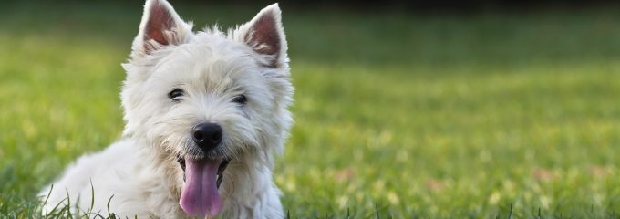 dog laying in field