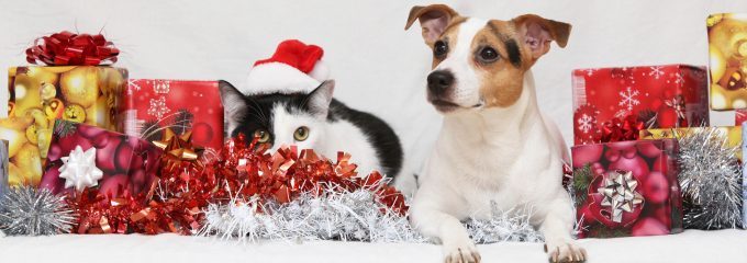 Dog with Christmas Decorations