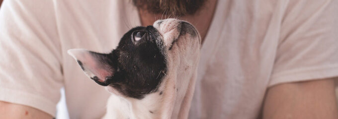 A dog looks up at its owner